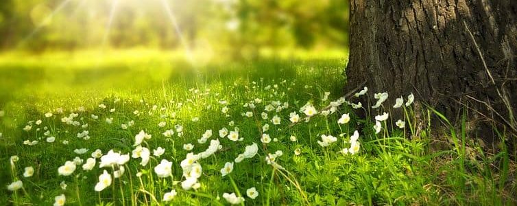 Sommarbild